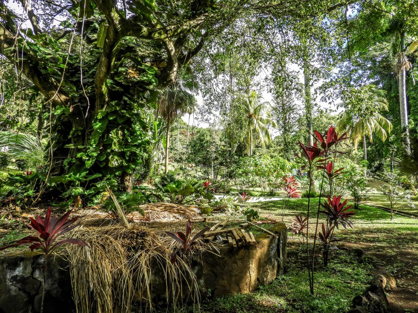 10 From The Caribbean :&nbsp;Botanicals