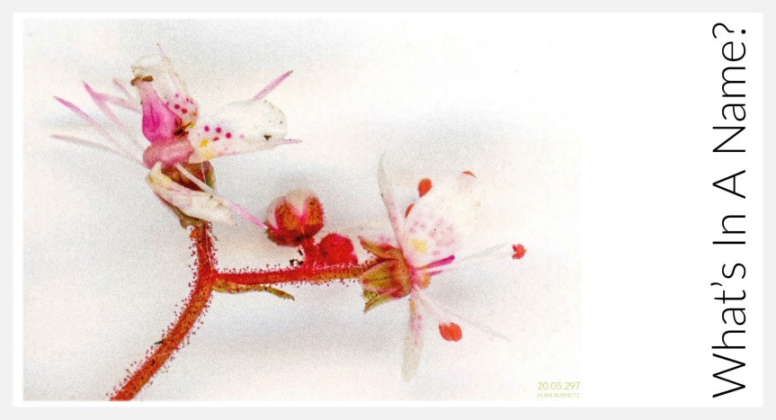 What’s In A&nbsp;Name?