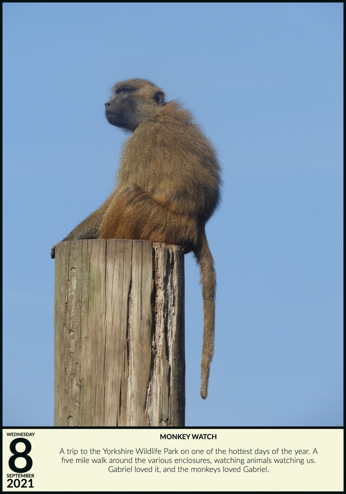 Monkey Watch