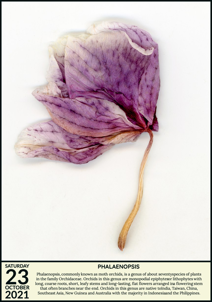 Phalaenopsis