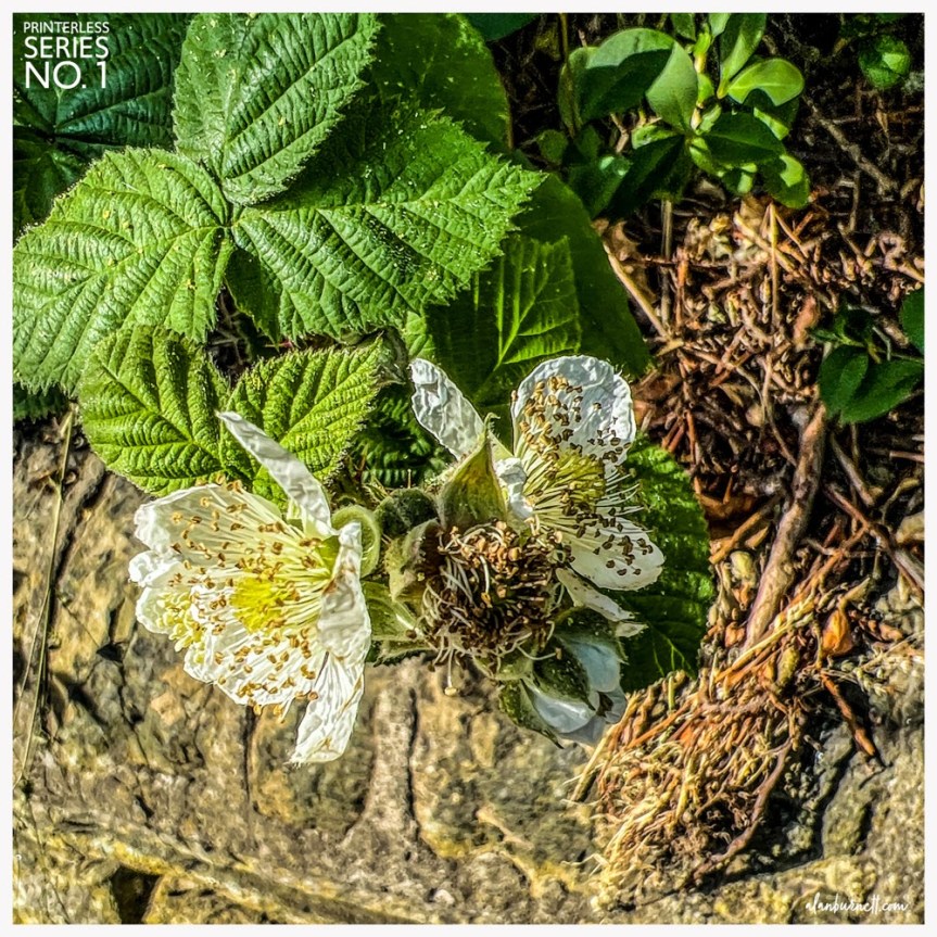 Printerless Series 1