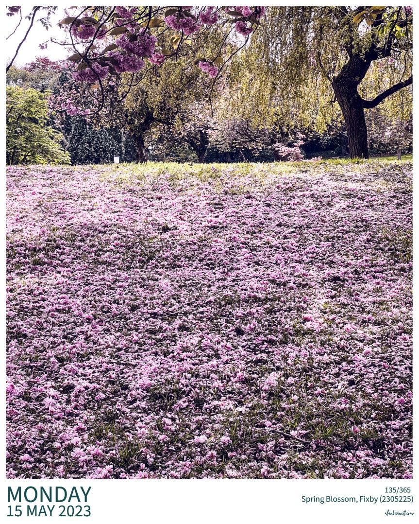 Auditors Report (Blossom)