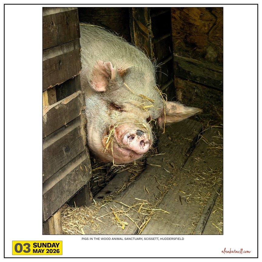 A Contented Pig